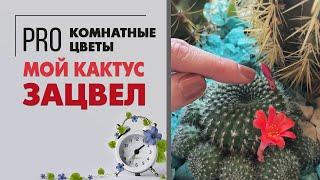 Цветение кактуса | Подарок на 8 марта | Что делать, чтобы кактус зацвел