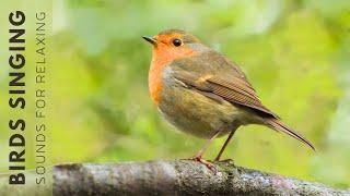 Nature Birds Sounds - Birds Singing in the Forest, Beautiful Bird Scenes and Sounds for Relaxation