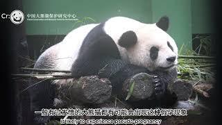 What is Pseudo-Pregnancy in Giant Pandas #panda #knowledge #popularscience #pandalover #fyp #viral