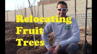 Relocating Fruit Trees