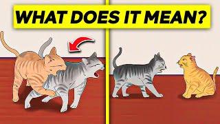 Cat Biting Other Cats - What Does It Mean & How To Stop It