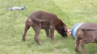 Labrador pups te koop - Elevage Labrador