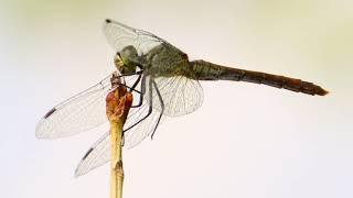 red book dragonfly краснокнижная стрекоза