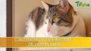 Como Tratar las Enfermedades del Oido en Gatos- TvAgro por Juan Gonzalo Angel Restrepo