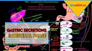 Gastric secretions: Intestinal phase| GIT| digestive system physiology #digestivesystem