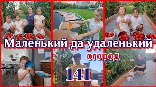 СОБИРАЕМ УРОЖАЙ●ПАСТИЛА●СЕМЕЙНЫЙ ВЛОГ●#141