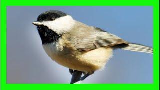 Black-capped Chickadee Bird Song, Sound, Call - Carbonero Cabecinegro Canto - Poecile Atricapillus