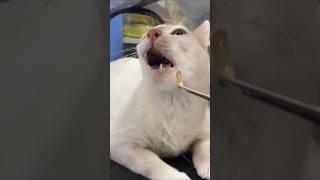 Cabut gigi  #cat care #pets #animals #1000subscriber #2025shorts