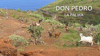 LA PALMA (CANARY ISLANDS) Don Pedro & north coast (5 Feb 2024)