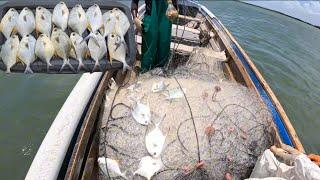 EPIC CATCH OF POMPANOS WHILE NET FISHING IN CARIBBEAN SEA #jamaica #fishing #adventure