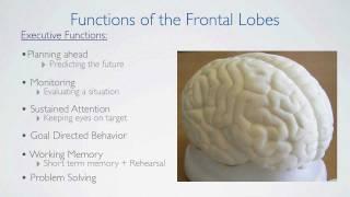 Frontal Lobes Functions