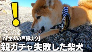 【主人の戸締まり】海でテンション100%の柴犬と遊ぶ1日［和風総分家］