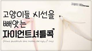 고양이 눈 돌아가는 자이언트 셔틀콕 _깃털, 새소리(feat. zooahpet cat toy) 고양이 예능 (5시간)