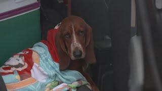 Lost dog in North Texas reunited with family in time for the holidays