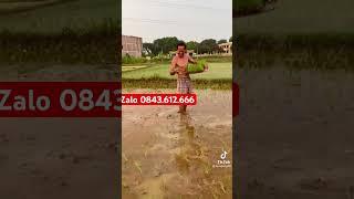 Cách cấy mạ khay vừa nhanh lại còn năng xuất lúa 