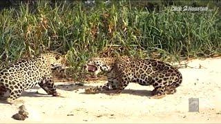 Saving Wildlife: Giants of the Pantanal