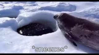 Captioned Seal (Sea Doggo)