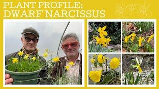 Plant profile: Six beautiful dwarf Narcissus