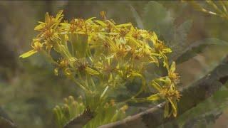 Inside San Diego's medicinal plant garden