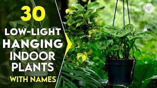 30 Best Low Light Hanging Plants for Indoor | Best Hanging Indoor Plants That Grow in Low Light