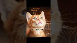 Поставка мемов 30 #memes #симбасдох