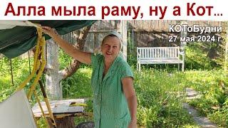 Алла мыла раму, ну а Кот-обормот... (дальше сами придумайте) или КОТоБудни от 27.05.2024 г.