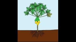 Quá trình phát triển cây đu đủ - Vòng đời cây đu đủ|Papaya tree life cycle