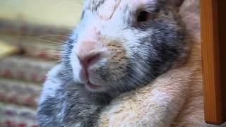 Rabbit Breathing 5 days post antibiotics MVI 5792