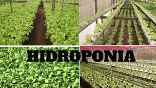 Hidroponia - Cultivo de Hortaliças sem Agrotóxicos