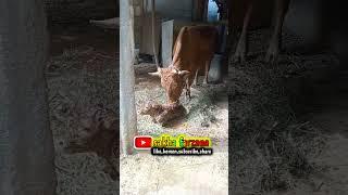 melahirkan #shorts #shortvideo #sapisimental #sapilimosinsuper #sapilimonsin #sapibrahman  #viral