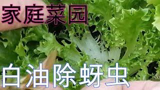 【丽的庭院生活　57】白油杀蚜虫，生菜蚜虫消灭过程，亲证有效，强力推荐！！