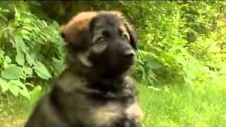 Dogs 101 German Shepherd