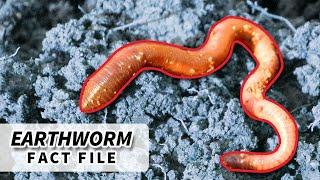 Earthworm Facts: FACTS about EARTHWORMS | Animal Fact Files