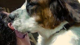 St Bernard Behind the Scenes | Dog Video for Kids | 20 Dogs