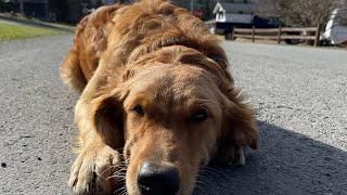 OLK9 Training AK| 7 M.O. Golden Retriever Kenai breaks puppy habits to master obedience!