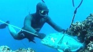 Pescasub - Grosso dentice in tana HD - Aleksandar Polić Spearfishing