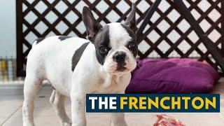 Frenchton: 10 Facts You Never Knew About This All Rounder Dog!