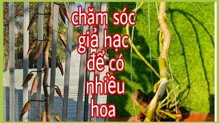 CHĂM SÓC GIẢ HẠC ĐỂ CÂY SAI HOA. T552#hoalantuyenha