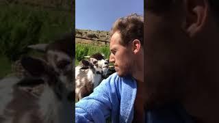 Grumpy Goat Argues With Human