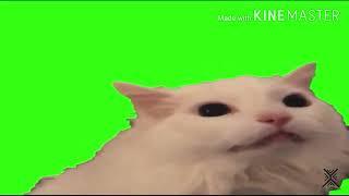 Meowing cat meme (green screen) no sound