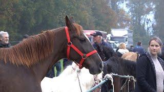 PAARDENMARKT LOTTUM 2024 Part 2