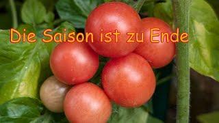 Tomatenanbau Guide 29 - Das Ende ist nahe - Aufräumen und Fazit