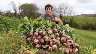 Amazing Turnip Harvest