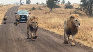 Lion Kings Of The Kruger