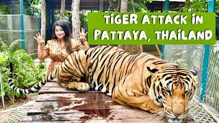 Big Tiger Attack in Tiger Park | Pattaya Thailand