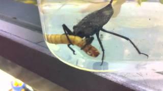 Water Scorpion Eating a Mealworm.http://picapetkirrawee.com.au