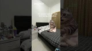 meme kucing bagian 1 part 2#meme #subscribe #fyppppppppppppppppppppppp #memekucing#seru