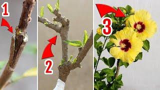 How To GRAFT Hibiscus Plant STEP-by-STEP [With RESULT]