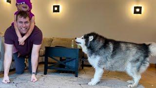 Adorable Dog Protects Kids From Dad! (Cutest Ever!!)