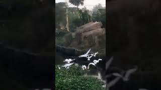 flying birdsin nature #shorts,#viralshorts,#youtubeshorts,#nature,#trendingshorts,#shortsvideo